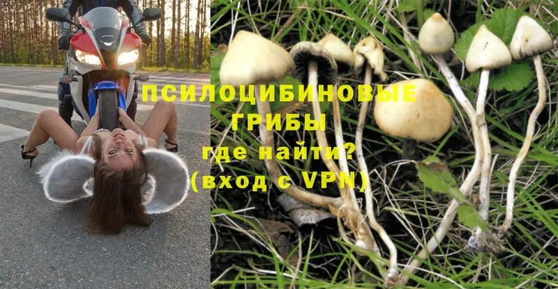 Галлюциногенные грибы Magic Shrooms  kraken онион  Рассказово  купить закладку 